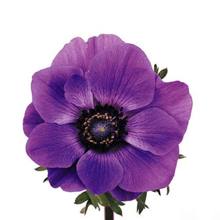 Anemone Purple holl