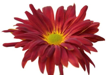 Mum Cremon Red rfi