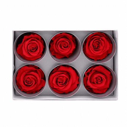 Rose Red Preserved naranjo(6case)