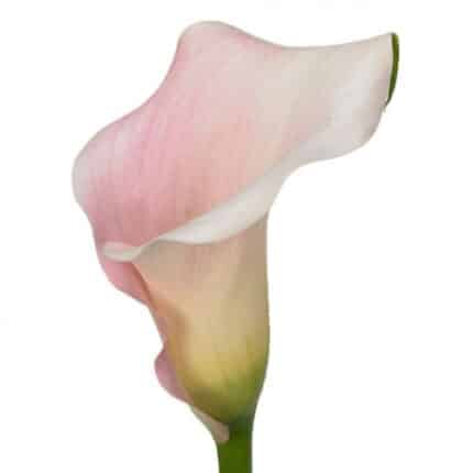 Calla Capt Melrose holl lt pk