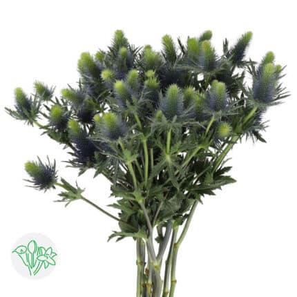 Eryngium Snova Qstar holex(10st)