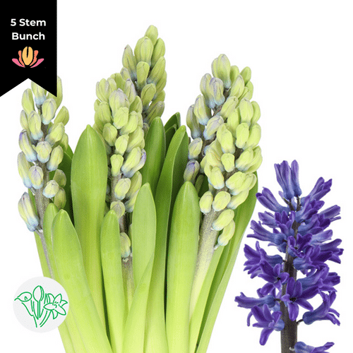 dd8492da-923a-4ef4-99cc-2c74db63bcd6.png Hyacinth DarkOcean holl - Image 1