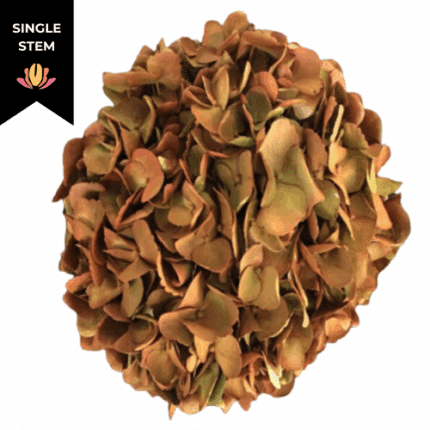 Hydrangea Antique Green Bronze