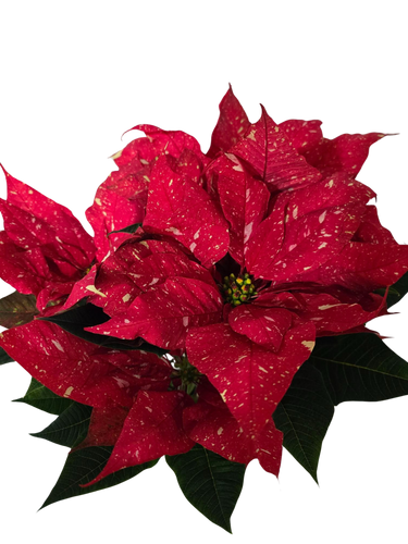 6" RED GLITTER POINSETTIA