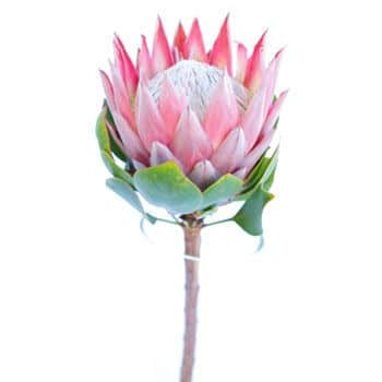 Protea Baby Pink King Grande a