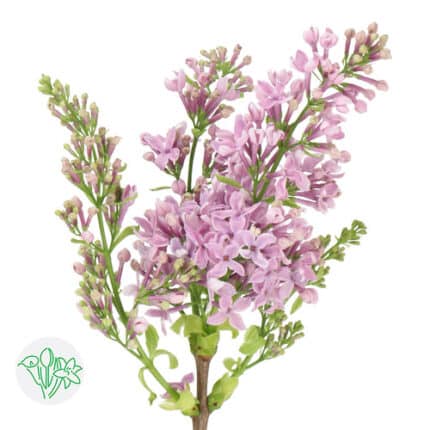 Lilac Lavender camflor