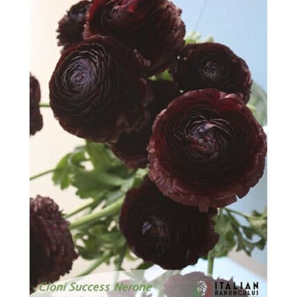 Ranunculus Burgundy holl
