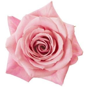 Rose Saga 70cm sunrite