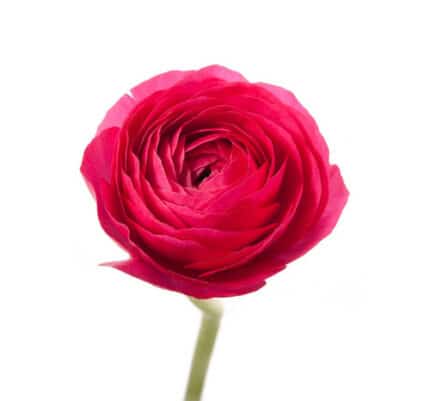 Ranunculus DkPk italy