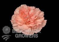 CARNS candy pink