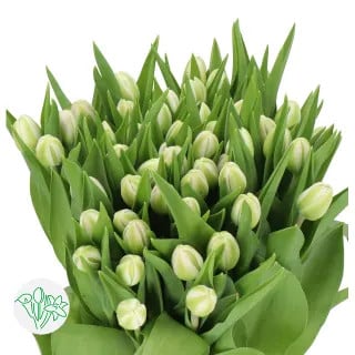 Tulip Dbl Rosario holl - T ROSARIO