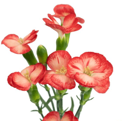 Dianthus Sparkz Org golden
