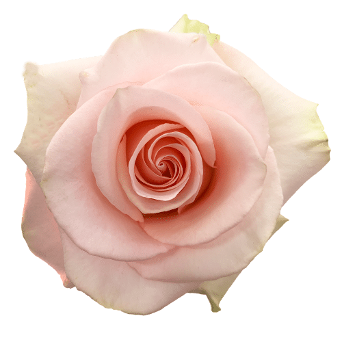 de26ef88-a18a-47d8-8d57-94321262fe59.png Rose Blessing 50cm  Florecal - Image 1