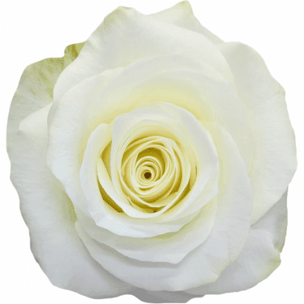 Rose Snow Ballet 70cm Florecal