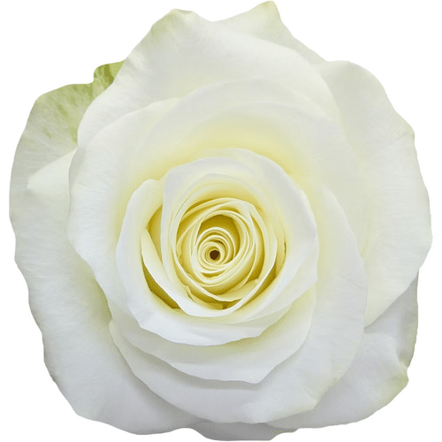 de2bf2a3-d41a-4d78-a5c7-68dc5390bc91.png Rose Snow Ballet 70cm Florecal - Image 1