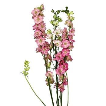 Larkspur Carmin holex