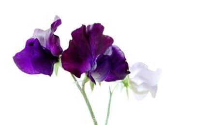 Sweet Pea Purple two toned hol