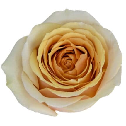 Rose Gdn Golden Mustard holl(1