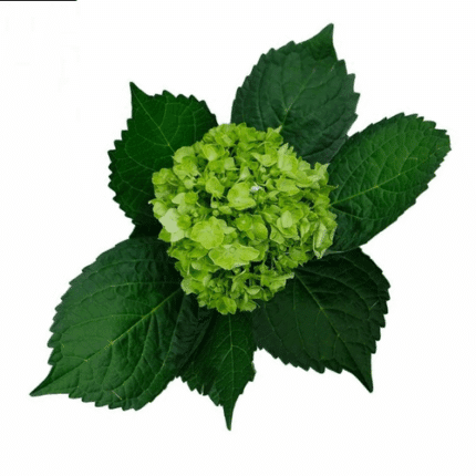 Hydrangea Mini Green galleria(