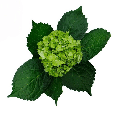 de609556-842f-4c36-b759-e04534330d53.png Hydrangea Mini Green galleria( - Image 1