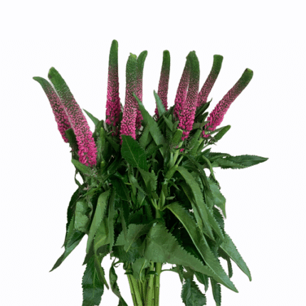 Veronica Pink holl
