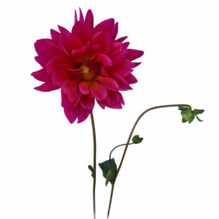 Dahlia Scarlet cramer
