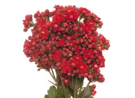 Kalanchoe Pretty Red florisol(5st)