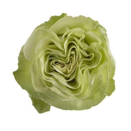 Rose Wasabi 50cm tessa