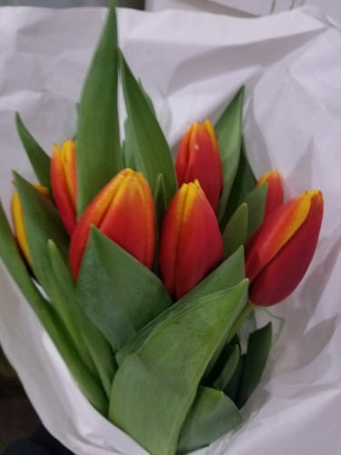 Tulip Yellow Red v.d.