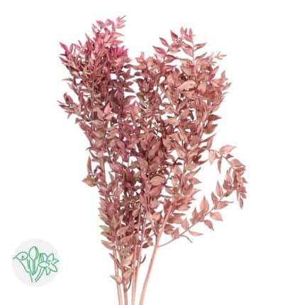 Italian Ruscus Preserved Bleached Cherry