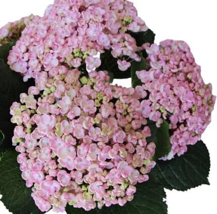 Hydrangea Popcorn Pastel holex