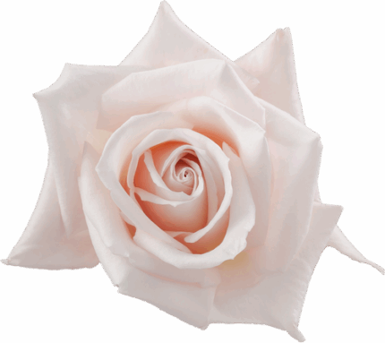 Rose Sweet Esco 60cm sunrite