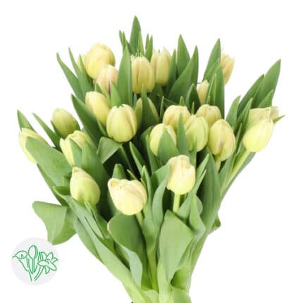Tulip Dbl Creme holl