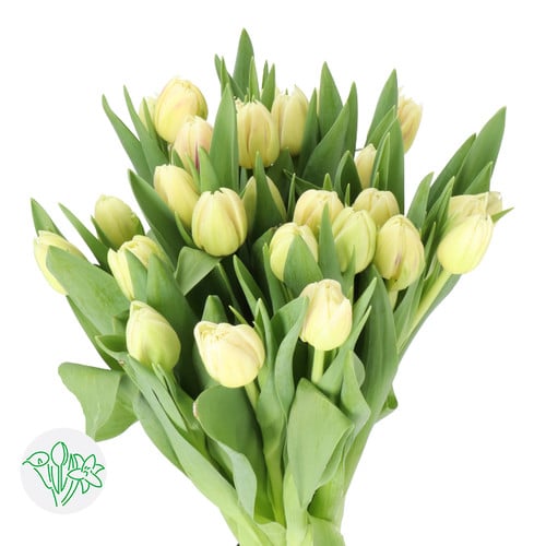 de9c3bd6-ec75-43e4-a2bc-578518bc46bf.jpg Tulip Dbl Creme holl - Image 1