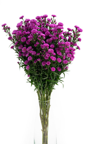 Aster Carnival Duplo Pink Vall