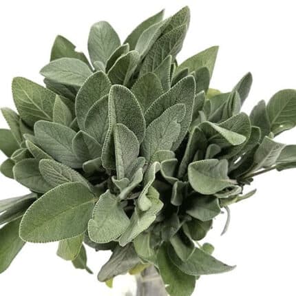 SAGE camflor