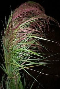 GRASS ruby silk cramer