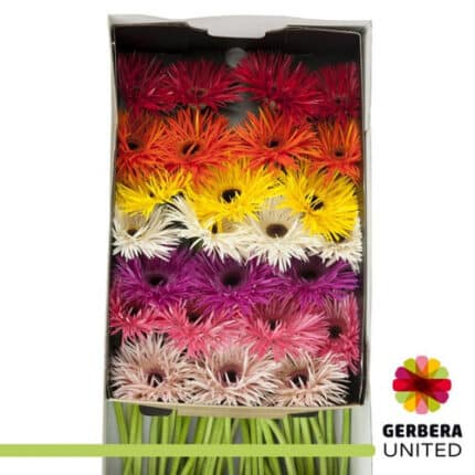Germini Asst Spider(30)holl
