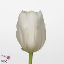 Tulip Lady Chantal holl