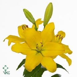 Lily La Nashville sole