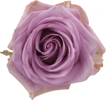 Rose CoolWater 50cm  rprima