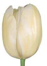 Tulip French Maureen Dbl holl