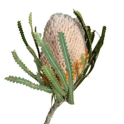 Banksia Natural by(stem)