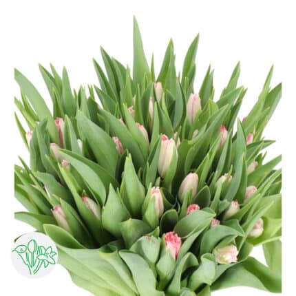 Tulip Frill Sweet Simone holl