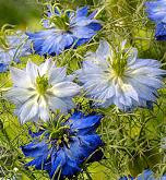 NIGELLA  pods cramer