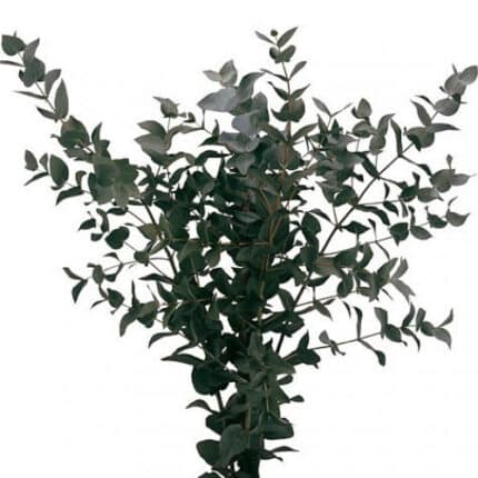 Eucalyptus Cinerea amerilink