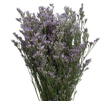 Limonium Blue Stream trilogy