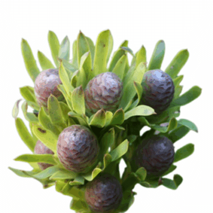 Leuco Sabulosum anton