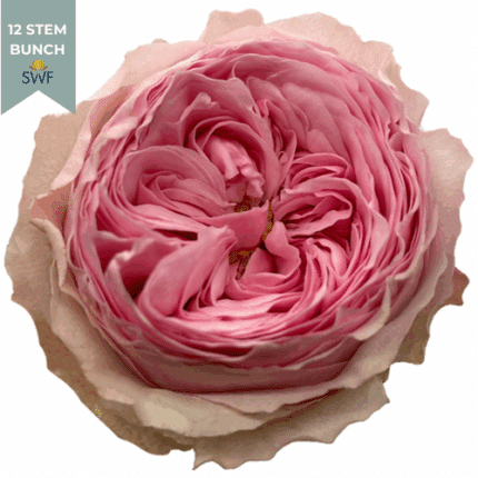 Rose Garden Mansfield 50cm flo