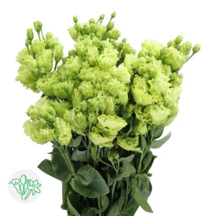 Lisianthus Dbl Rosanne Bright Green